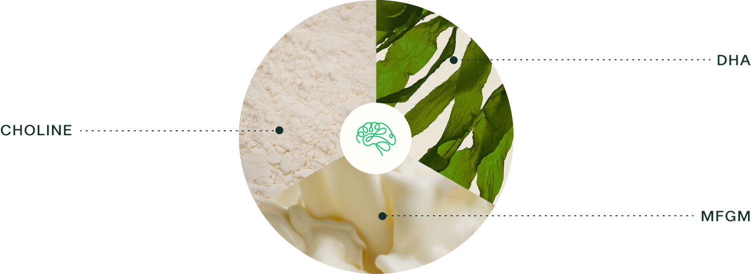 A circular graphic divided into four sections, featuring choline, DHA, and MFGM, with a central brain icon.